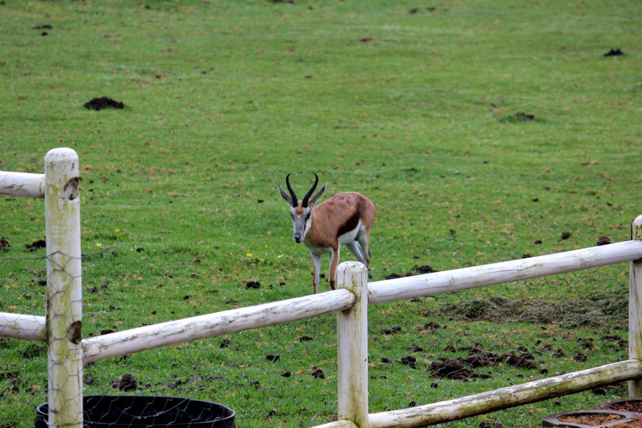Assegaaibosch Country Lodge Kareedouw Zewnętrze zdjęcie